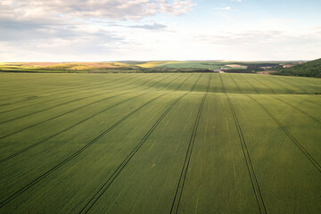 Aerial view of picturesque countryside with green wheat field