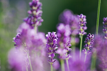 Blooming fragrant lavender flowers on a field..