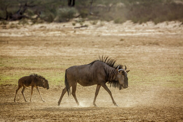 Blue wildebeest female with cub walking in dry land in Kgalagadi transfrontier park, South Africa ; Specie Connochaetes taurinus family of Bovidae