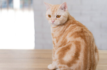 Cute fat orange tabby cat.