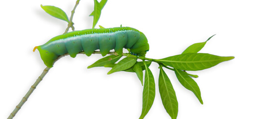 Animal, Animal Wildlife, Botany, Bright, Caterpillar