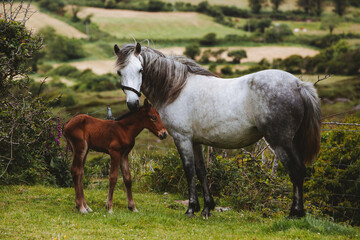 Fototapeta premium Mare and her newborn foal Ireland 