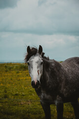 Obraz premium Grey horse in Ireland 