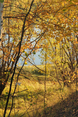 autumn forest with view to a water, lake or river. selective focus. yellow foliage and grass. siberian park