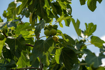 Fig Tree in Summer in Taranto, Countries, in the South of Italy