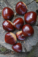 Castanea sativa sweet chestnut fruit