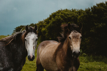 Obraz na płótnie Canvas Connemara ponies grey colour in mountains 