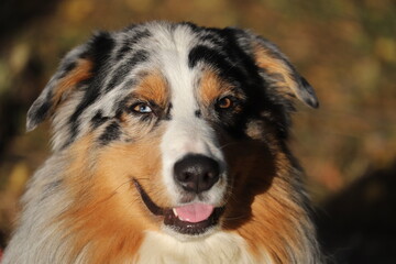 Portrait of an Australian Shepherd with different eyes. Beautiful dog close-up.