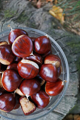 Castanea sativa sweet chestnut fruit