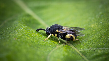 Small exotic bee on a leaf, incredible wildlife