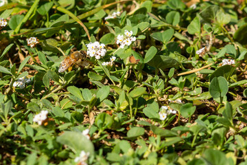 Flowers in the Meadow with Bees Pollinating in Summer