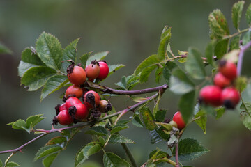 Berries for birds.Autumnal forest with acorns and various plants.
