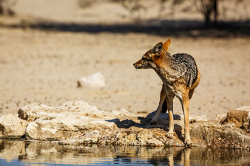 Black backed jackal standing at waterhole after drinking 'Ã§in Kgalagadi transfrontier park, South Africa ; Specie Canis mesomelas family of Canidae