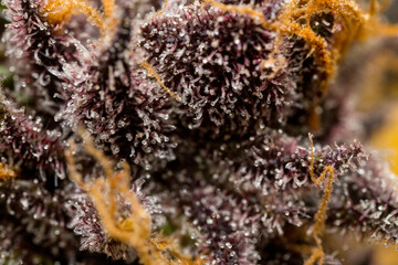 Close up macro of cannabis flower trichomes