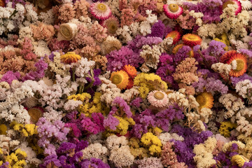 Naklejka na ściany i meble Mass of colourful dried flowers, photographed with a macro lens at a garden in Wisley, Surrey UK.