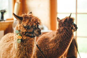llama alpaca two animals brown color in nature at the ceremony animals at the wedding
