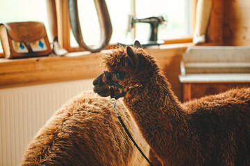 llama alpaca two animals brown color in nature at the ceremony animals at the wedding