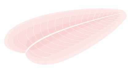 パンガシウス_白身魚のイラスト