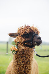 llama alpaca two animals brown color in nature at the ceremony animals at the wedding
