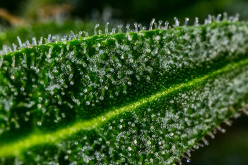 Close up macro of cannabis flower trichomes