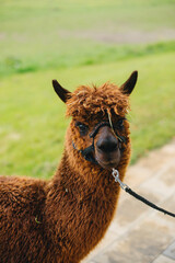 llama alpaca two animals brown color in nature at the ceremony animals at the wedding