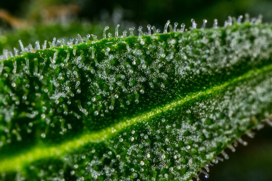 Close up macro of cannabis flower trichomes