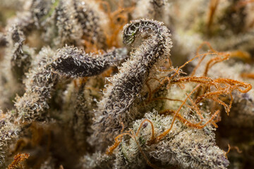 Close up macro of cannabis flower trichomes