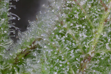 Cannabis flower bud macro super close up
