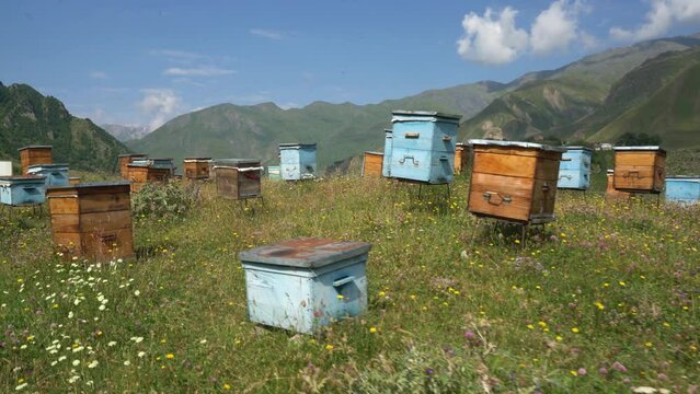 A beehive made of wood stands in the apiary. The houses of bees are placed on the green grass in the mountains. Private enterprise for beekeeping. Honey healthy food products.