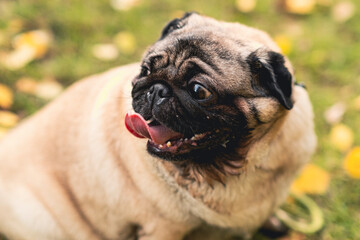 Pug dog with an open mouth and his tongue sticking out.and sitting in the grass of the park on a...