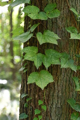 Photo of vines on tree trunks in the forest.
