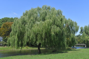 Picture of a huge willow tree on the grass.