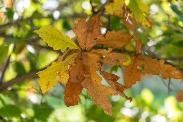 Brown Oak Leaves On The Tree In September