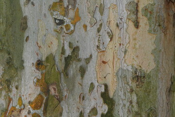Photo of trunk surface texture of planetree.