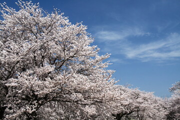 春爛漫満開
