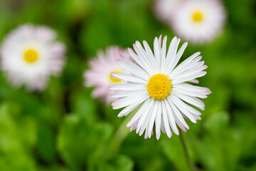 Natural background with blossoming daisies bellis perennis . Soft focus