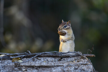 Chipmunk
