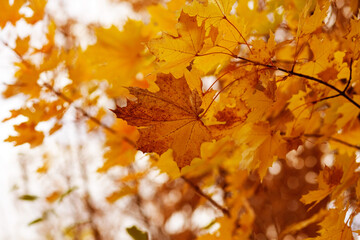 Naklejka na ściany i meble autumn natural background of maple leaves