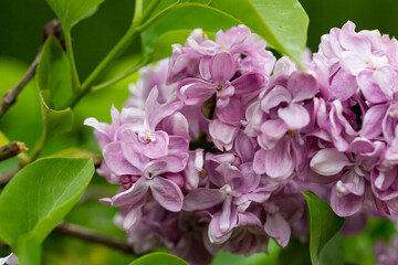 Fototapeta premium Syringa. Blooming branches of lilac close-up. Lush bloom of lilacs.