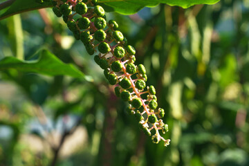 Close-up photo of the American pokeweed