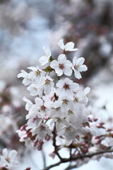 春爛漫満開