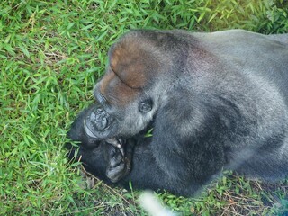 thinking gorilla © Tamaki