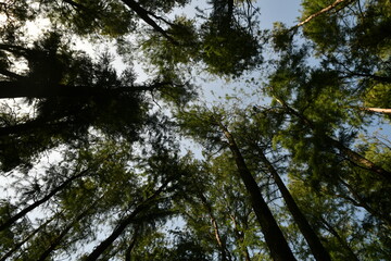 Photo taken from below to the top of the tree.