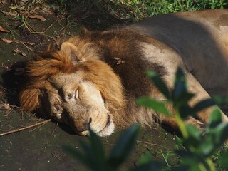 sleeping lion in the zoo