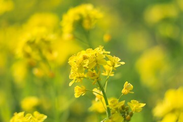 綺麗な黄色の満開の菜の花畑