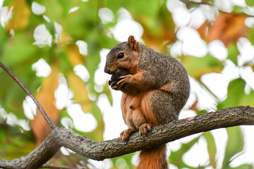 Naklejka na ściany i meble Squirrel In Tree