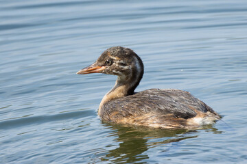 どんどん成長するカイツブリの雛