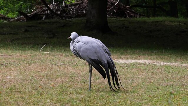 The Blue Crane, Grus paradisea, is an endangered bird specie endemic to Southern Africa. It is the national bird of South Africa