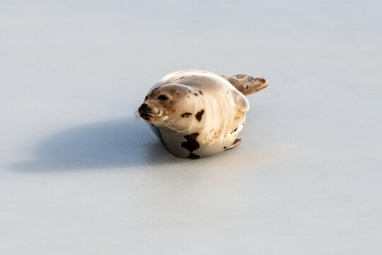 A small wild harbour harp seal pup laying on cold frozen ice in the North Atlantic Ocean. It is stretching its neck and flippers outward. The seal's thick fur coat is beige with dark brown spots