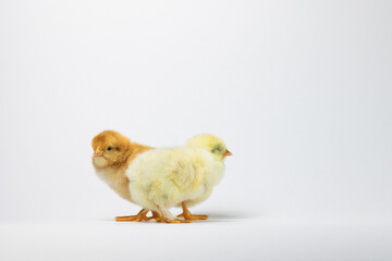 two baby chickens on a white background